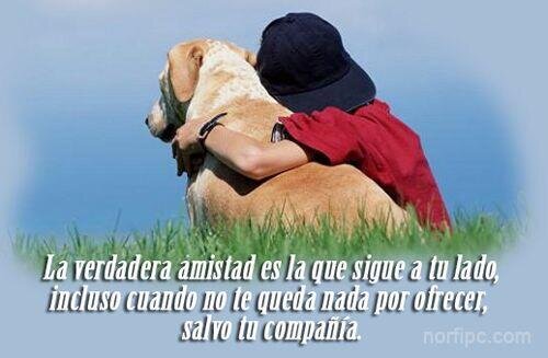 Amo a todos los animales; pero los perros son mi pasion.#No al Maltrato Animal!