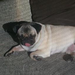 An1m4lL0ver's profile picture. I'm 16, I love singing, dancing, acting, baking, I love to be creative, I'm a self tough piano player and I LOVE animals.