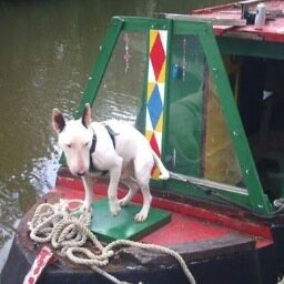 Achilles home of Karlie and his Bullterrier Marley fell victim to the floods help us to get her back