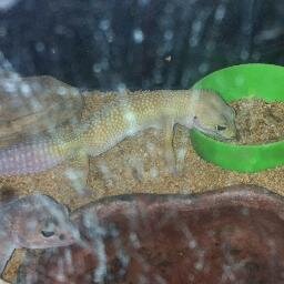 Daughter of Erika, Sister of Purp. Likes worms, crickets, ketchup and syrup! Loves to cuddle, watch WWE, and pee on computers.