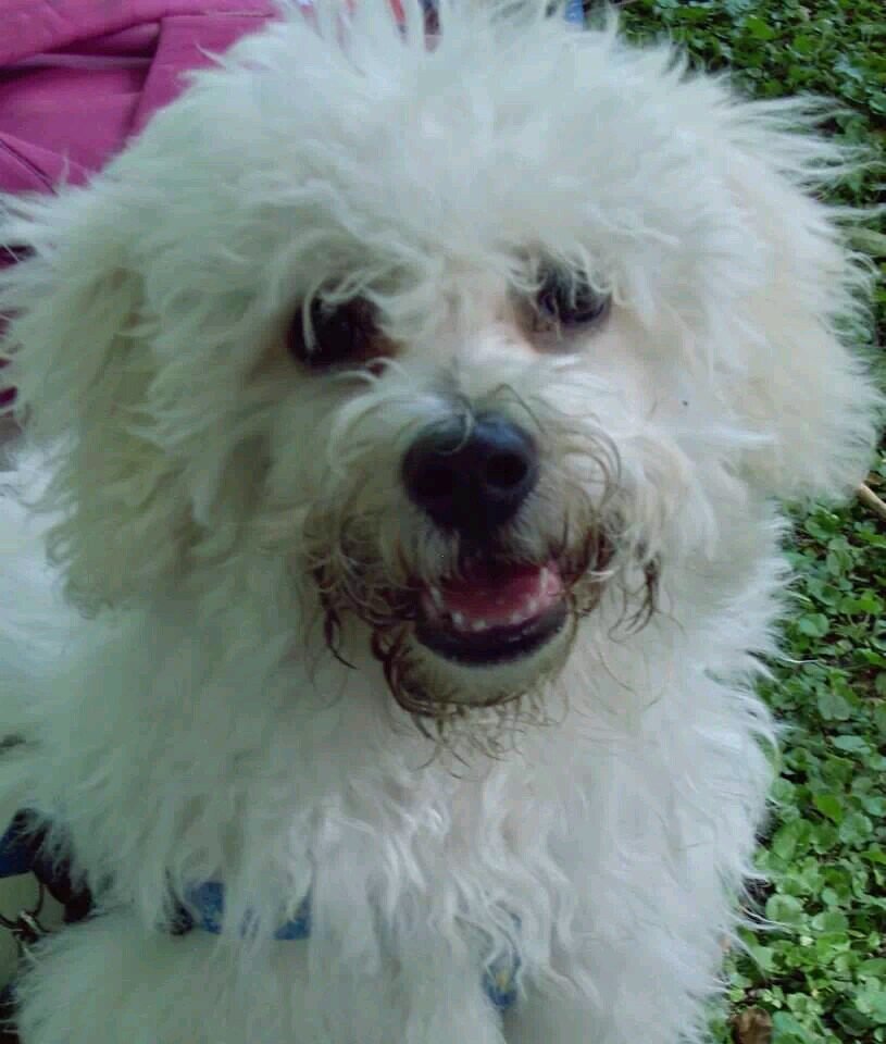 Holaa me llamo Billy y soy un bichon frise de menos de 2 años!! Me siguen?? Quiero ser el perro con mas seguidores!