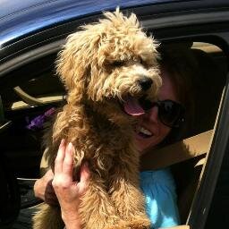 Happy. Adventurous. Mini Goldendoodle. Dog of Laura Caldwell. Inspiration for the book The Dog Park. Follow me on Instagram @thedogshafer