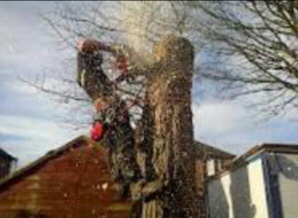 liverpool / treesurgeon