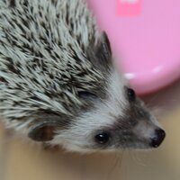 さく🦉 (@saku_dx) 's Twitter Profile