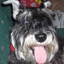 Axelsandl's profile picture. 