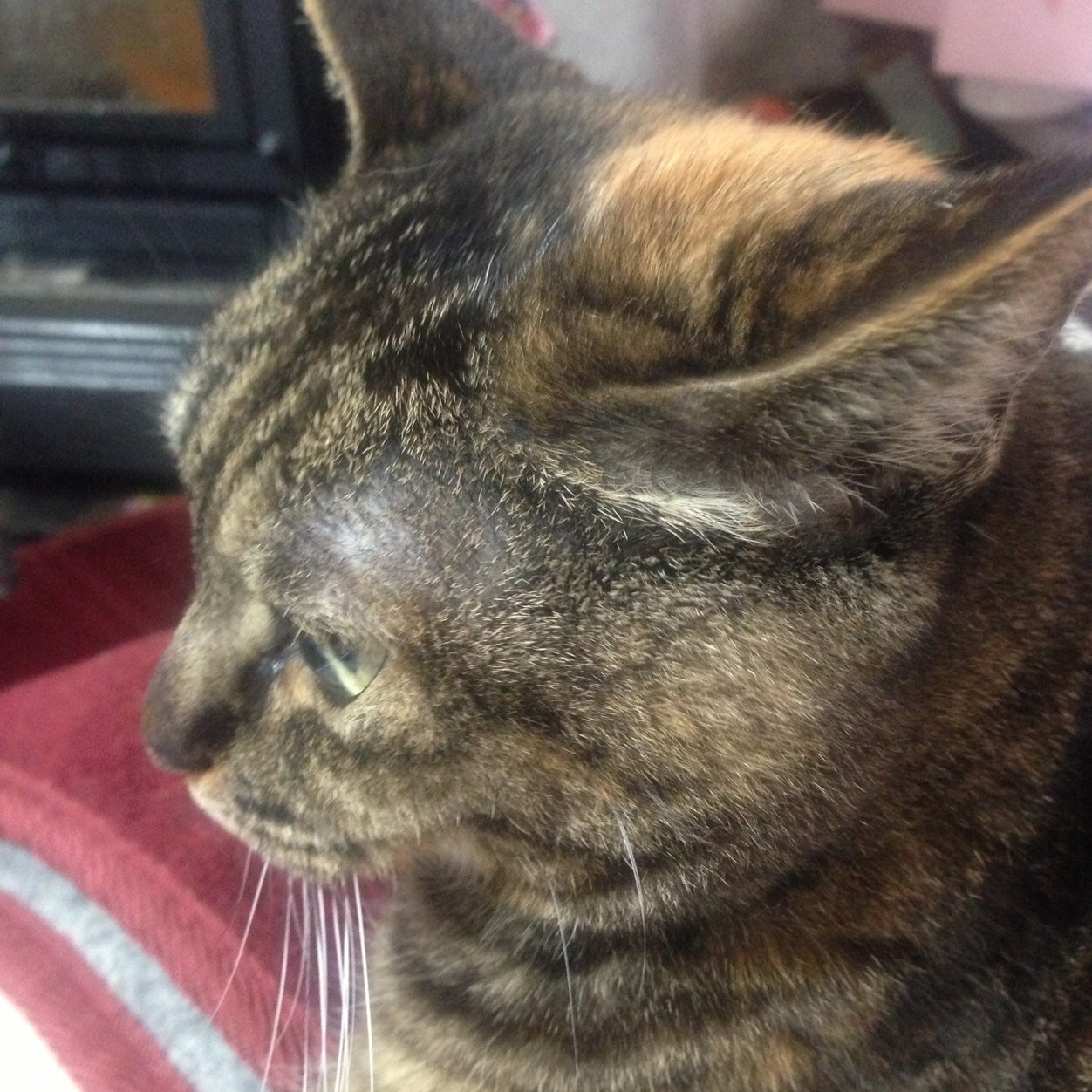 未成年です。人を探してます。 それはともかく猫を二匹飼ってます。猫好きな人は是非フォローしてください。猫以外にも色んな動物が好きです! でも、虫だけは苦手、、、