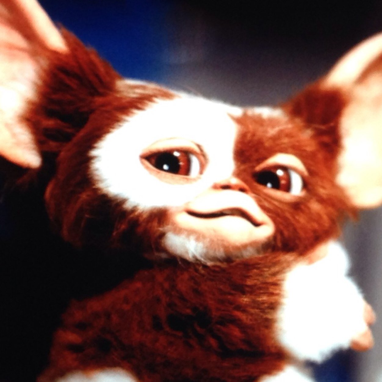 Gizmo is my pet, boyfriend, son.