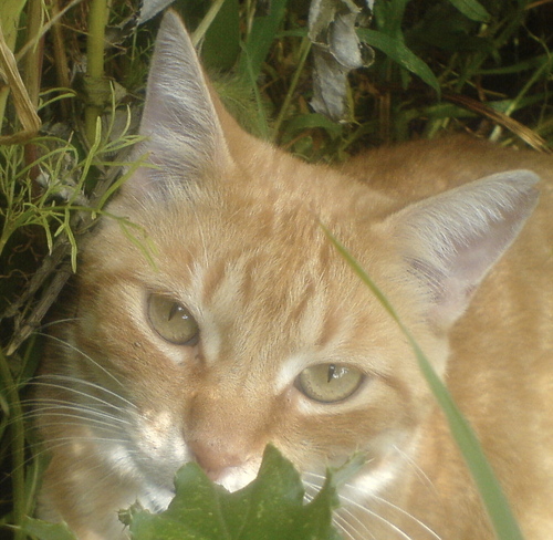 SlimTheCat's profile picture. I'm just an orange tabby chilling around Colfax and Filmore