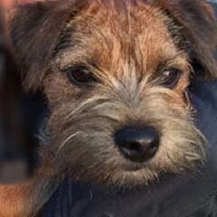 missmarleybars's profile picture. I am a Border Terrier. I love every hooman and every fur! Born Dec 14, 2012.