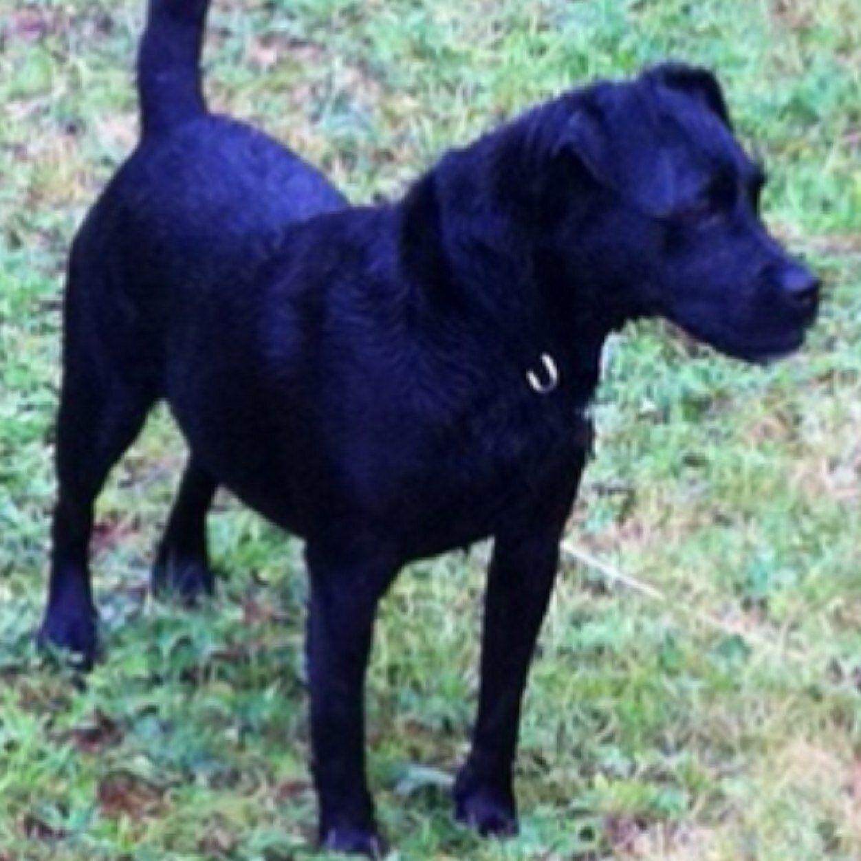 thegoodfrog's profile picture. 