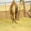 الايداء @ محمدالهزآع (@000Madlove) Twitter