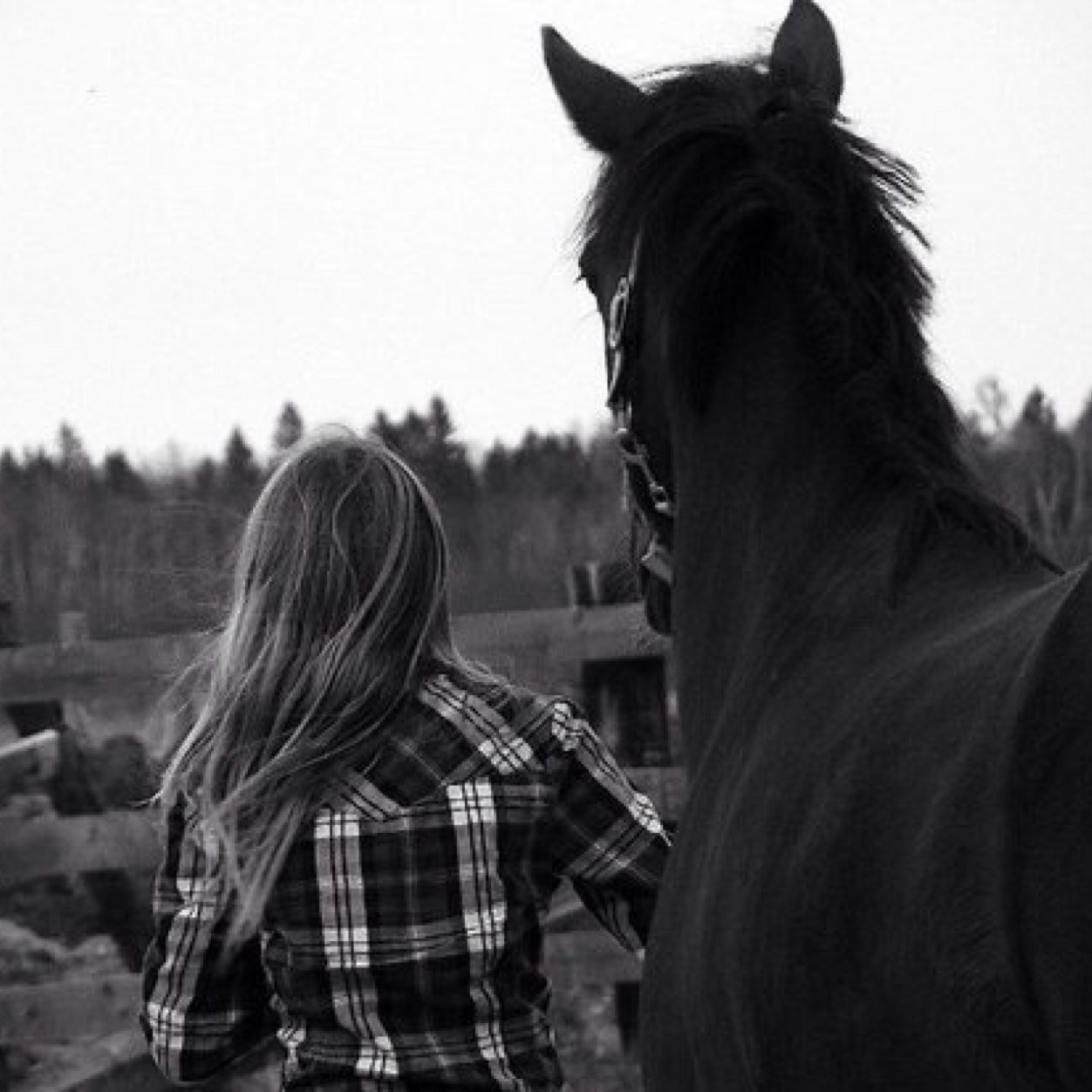 Canadian Equestrian