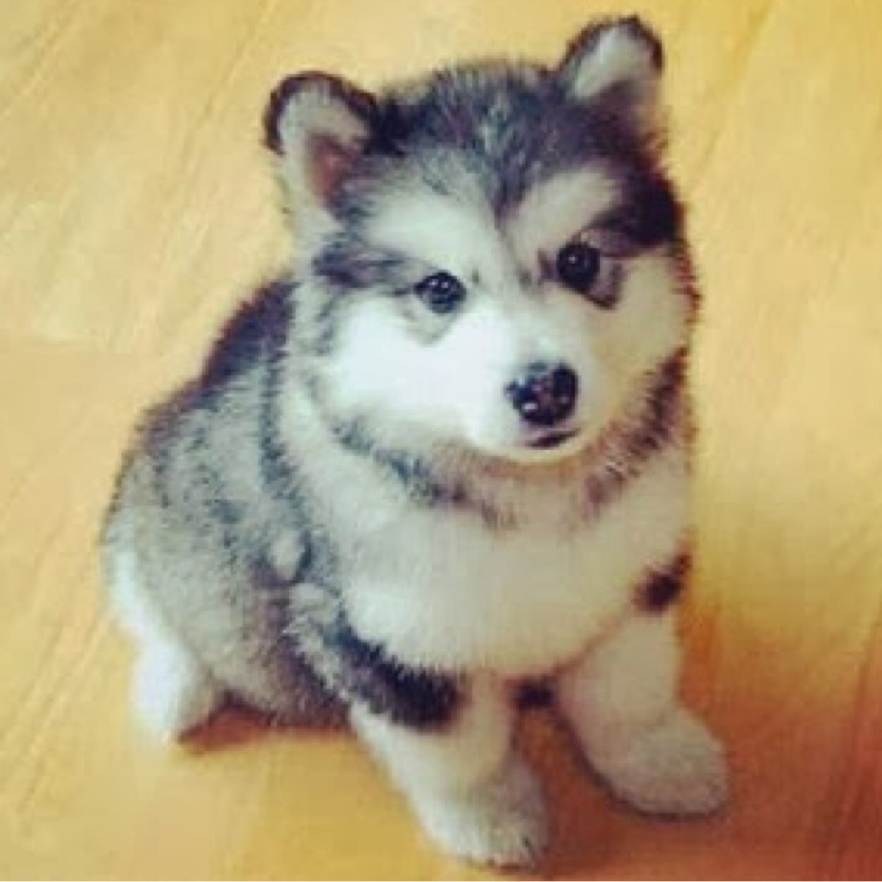 pomsky puppies pomsky puppies pomskypups pomsky puppies pomsky puppies pomskypups