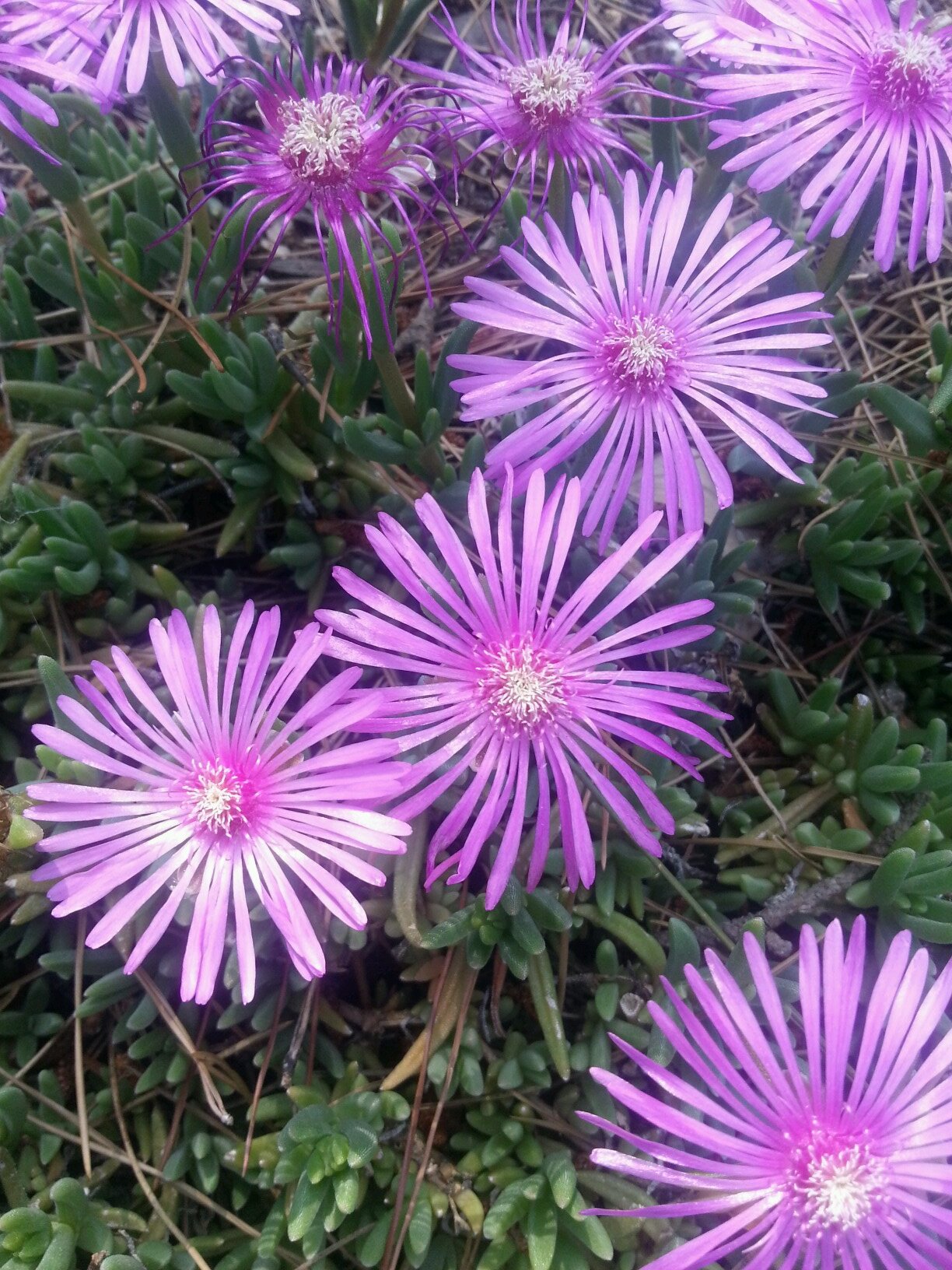 jjhog11's profile picture. 