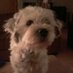 duco (@duco66) Twitter profile photo