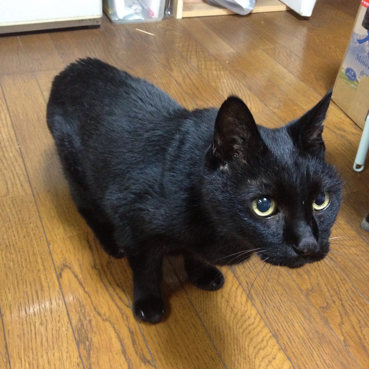 PC好きなキャンパーです。最も西は兵庫〜最北は戸隠かな。その辺に出没してます。