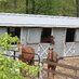 Profile Picture of Grey Forest Acres (@CathyH16) on Twitter