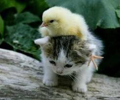 ajie386's profile picture. 