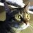 fmouthedfelines's profile image