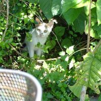 yasu○○○（エナメルコレクター） (@7070cobb) Twitter profile photo