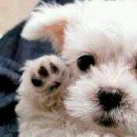 elenavadillo (@sanzvadillo) 's Twitter Profile