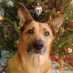 BumbleBee1053's profile picture. 