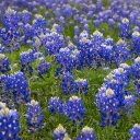 Sue Dickson - @SueCoxDickson - Twitter