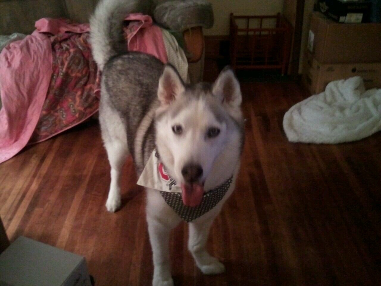 dsmith43206's profile picture. I'm The Man On The Silver Mountain