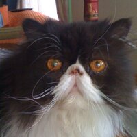 Atsuko S 🍉 (@atsyjp) 's Twitter Profile Photo Atsuko S 🍉 (@atsyjp) 's Twitter Profile Photo