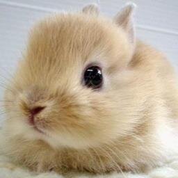 癒し系 うさぎ画像 生まれたばかりのうさぎの赤ちゃん T Co Hejdbyz98k 癒し系 うさぎ画像 生まれたばかりのうさぎの赤ちゃん T Co Hejdbyz98k