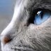 Miau Miau !! (@gabichhu) Twitter profile photo