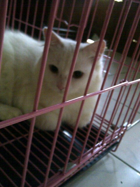 @Chasyafa 's nd @rizkimauw Cats ( Maine Coon Cat) good, nice nd sweety boy cat ☺