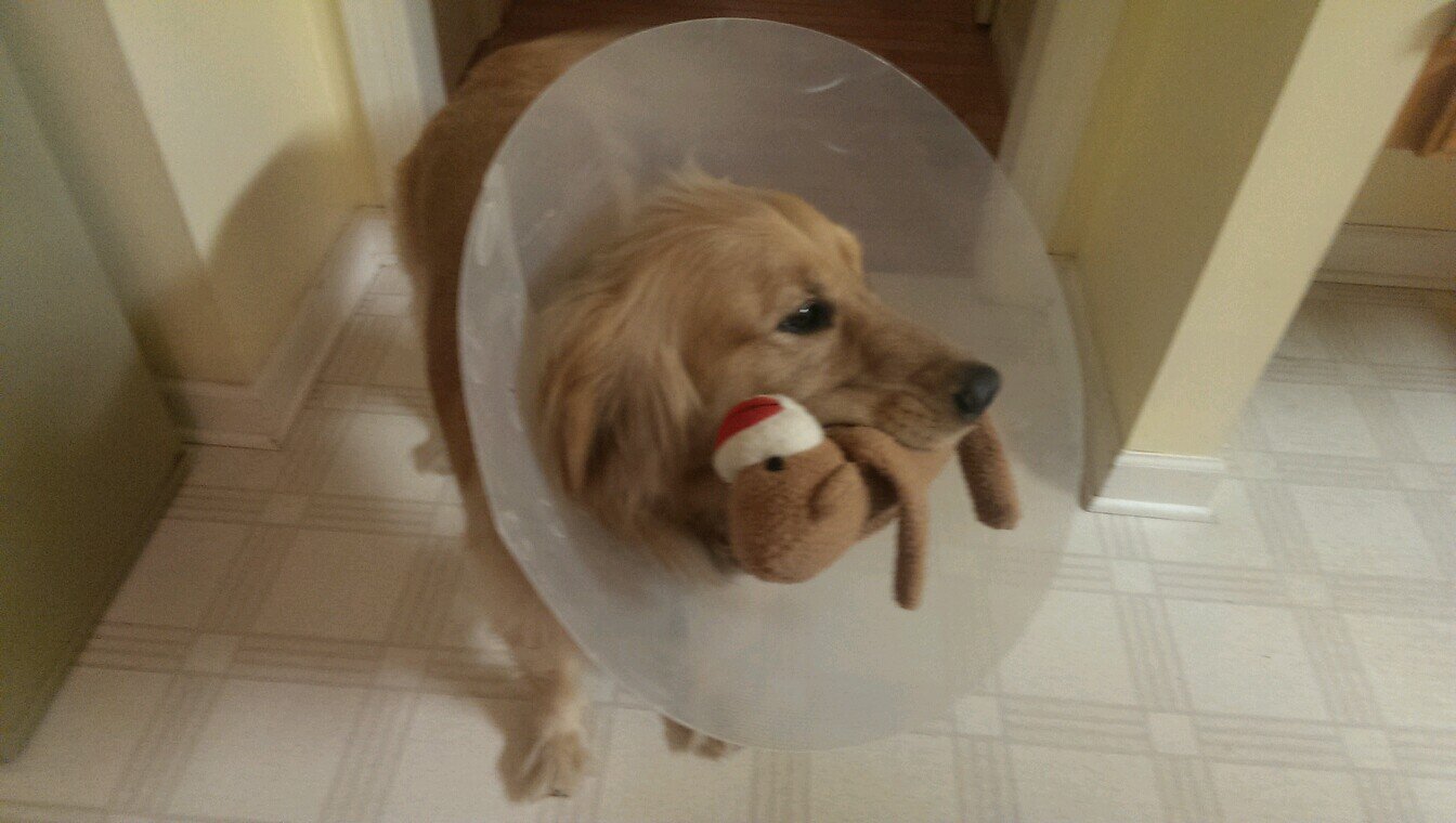 merlinthequack's profile picture. plays violin, reads books