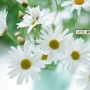 Sara Ding - @SaraDing00 - Twitter