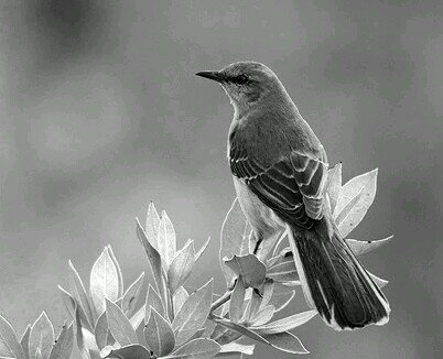 Booraadley's profile picture. Writer, Poet, Film Fanatic. Iowa