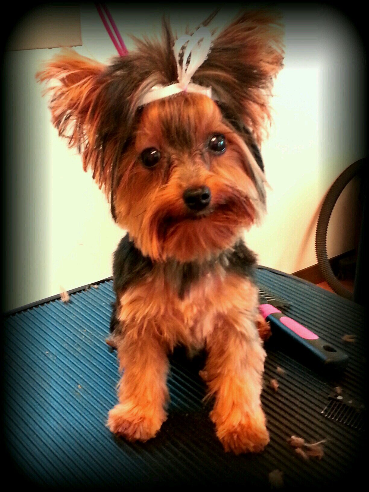 Owner operated grooming salon in Cedar Rapids. Ready to build the community back up and give your pups a spa day.
