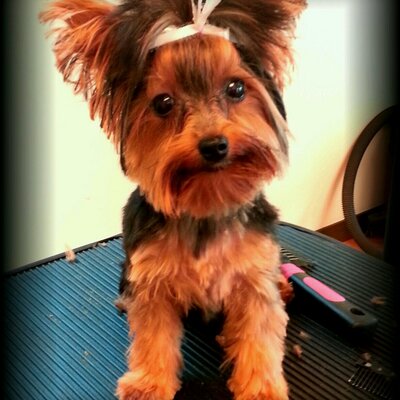 best german shepherd training