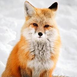 StevenFederici's profile picture. Je suis l'inventeur des coton-tiges pour chameaux et j'aime nager sur la lune. Snapchat : sawyerleswaggy