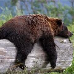 Eishockeyfan,Politik, DAX und DOW,Schwarzer Humor