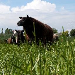 Dingsrjm's profile picture. 