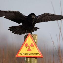 poslenas's profile picture. Жизнь после нас – смотрите #фильмы про #Чернобыль #постапокалипсис #экстремальное #выживание, на нашем сайте!