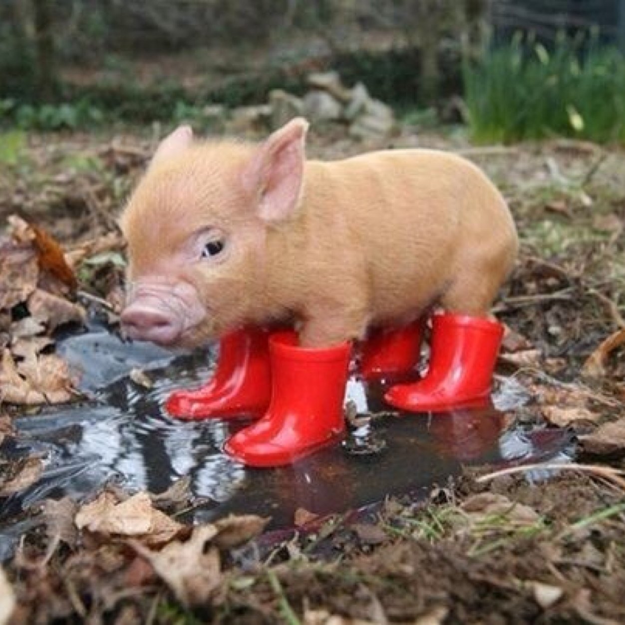 sachicco817's profile picture. 