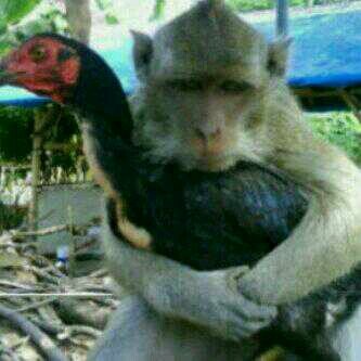 siipolosz's profile picture. Ingin menjadi penulis bukan orang yang ditulis :)