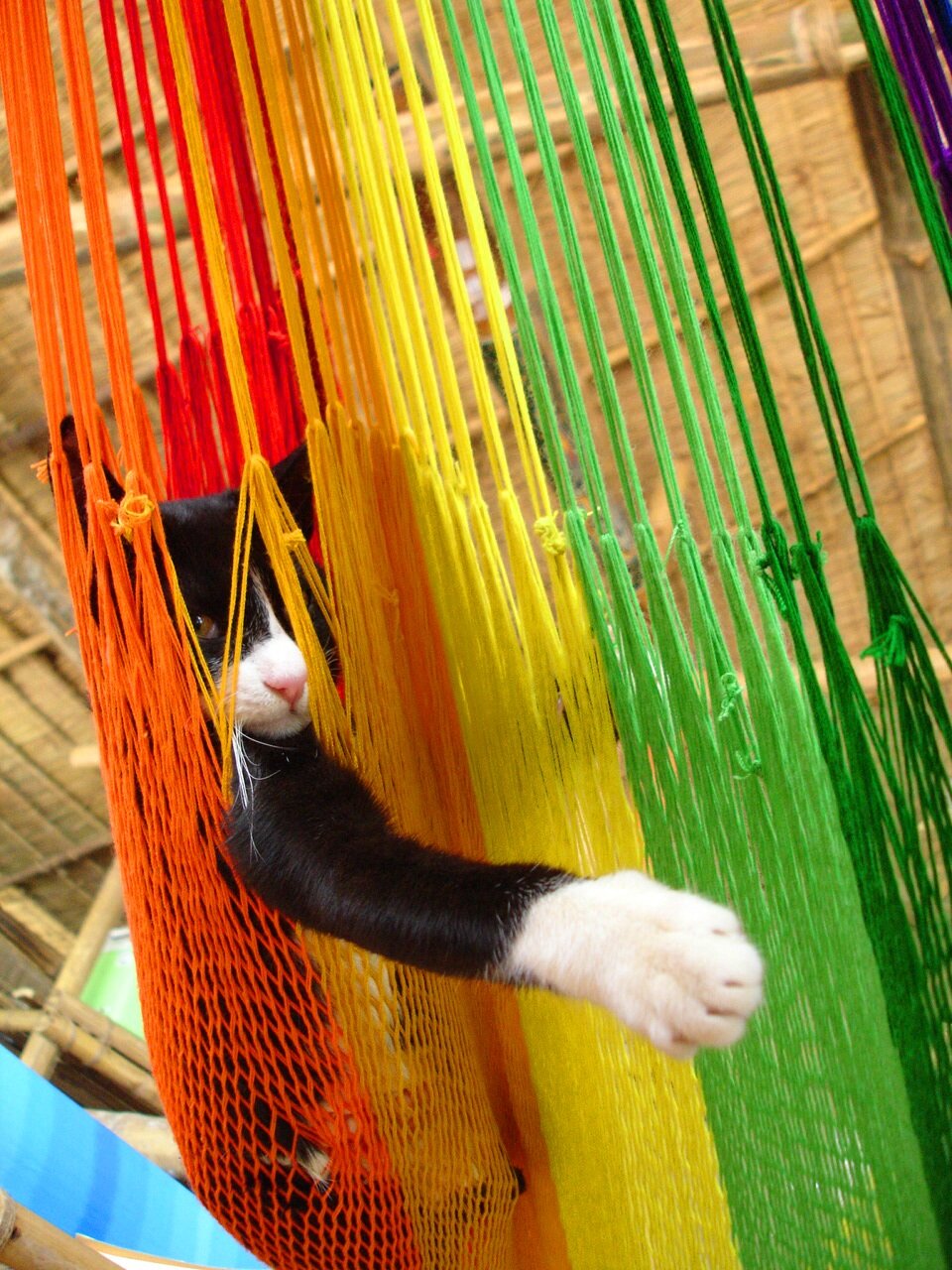 hangmatleven's profile picture. leven in een hangmat, de ultieme vorm van vrijheid. Levenineenhangmat.nl wil inspiratie bieden aan iedereen die de ultieme vorm van vrijheid wil bereiken.