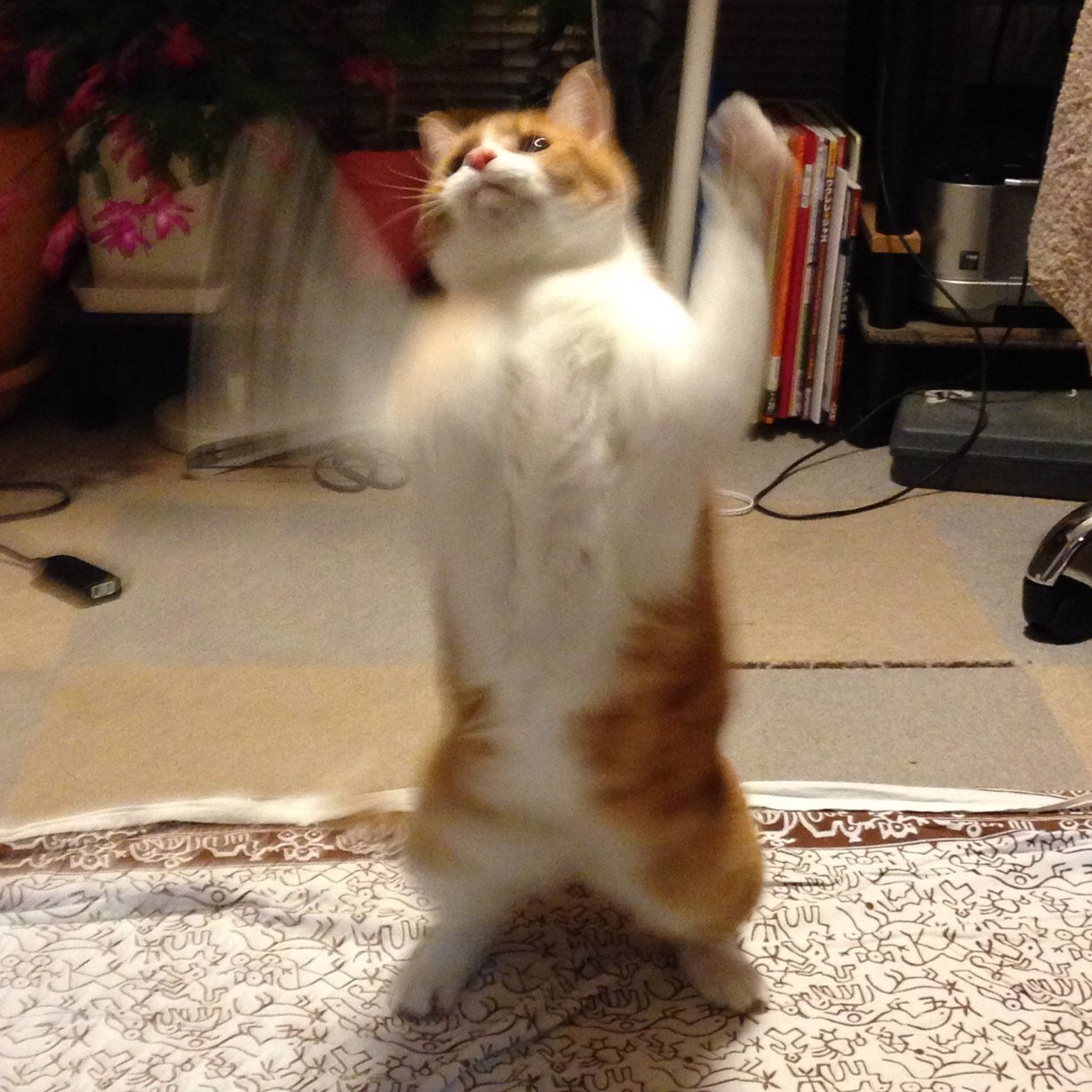 ysakurai55's profile picture. 