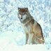 El lobo (@armandopix) Twitter profile photo