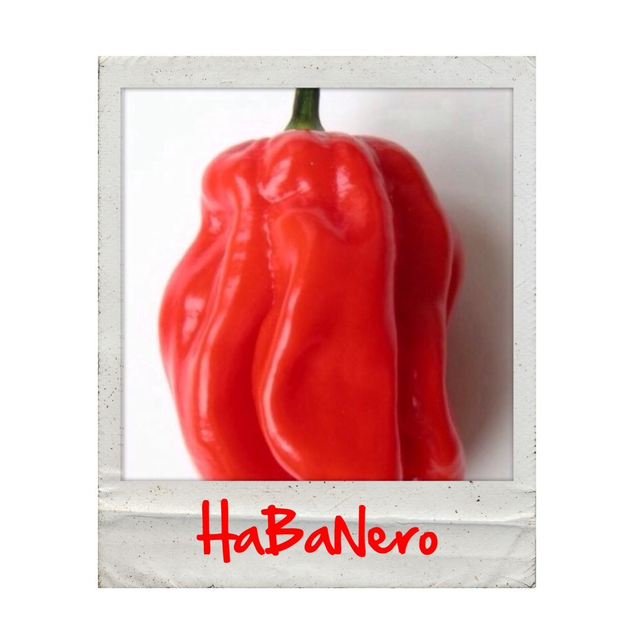 habanerofficial Profile Picture
