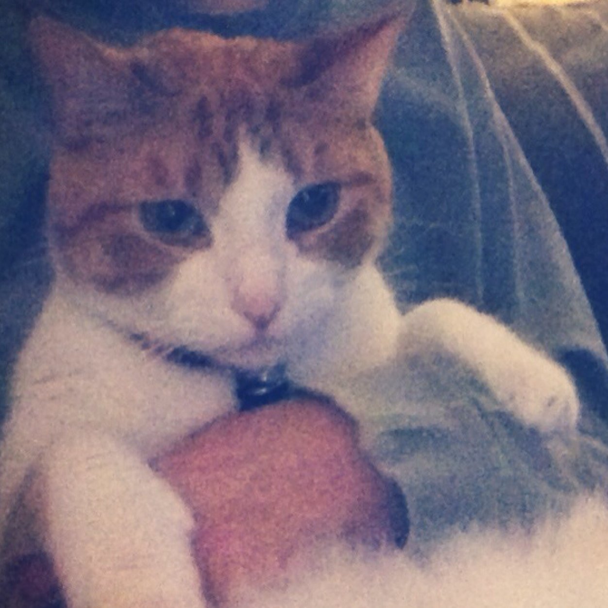 I own this house. I do what I want, WHEN i want. meow.