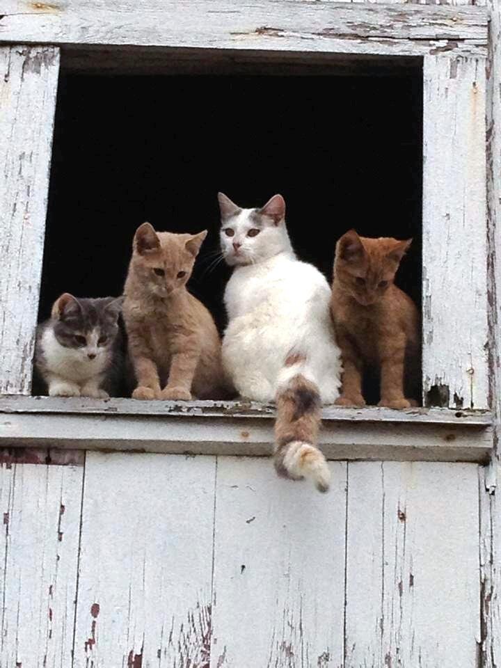 the5fours's profile picture. 