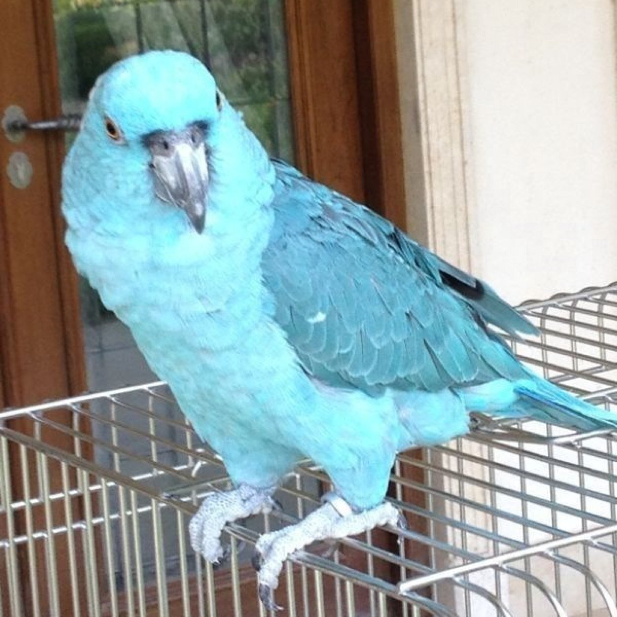 Im have an interest in all birds, i buy and sell also. Message me if you're buying or selling your parrot.